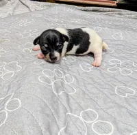 Donna - TRT, a female Rat Terrier for sale in Jerusalem, OH – 4 of 10