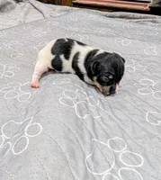 Donna - TRT, a female Rat Terrier for sale in Jerusalem, OH – 10 of 10