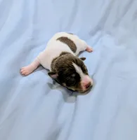 Jan-TRT, a female Rat Terrier for sale in Jerusalem, OH – Photo 5 of 5
