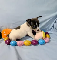 Jan-TRT, a female Rat Terrier for sale in Jerusalem, OH – Photo 9 of 10