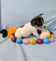 Jan-TRT, a female Rat Terrier for sale in Jerusalem, OH – Photo 7 of 10