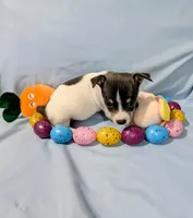 Jan-TRT, a female Rat Terrier for sale in Jerusalem, OH – Photo 8 of 10