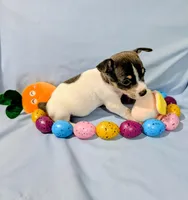 Jan-TRT, a female Rat Terrier for sale in Jerusalem, OH – Photo 6 of 10
