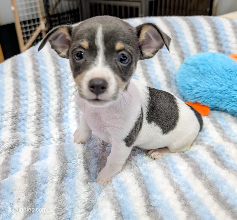 Jan-TRT – Rat Terrier puppy for sale in Jerusalem, OH
