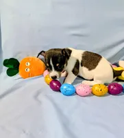 Jan-TRT, a female Rat Terrier for sale in Jerusalem, OH – Photo 5 of 10