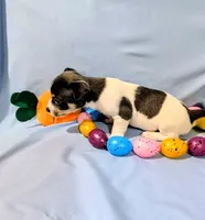 Jan-TRT, a female Rat Terrier for sale in Jerusalem, OH – Photo 3 of 10