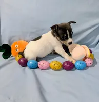 Jan-TRT, a female Rat Terrier for sale in Jerusalem, OH – Photo 2 of 10