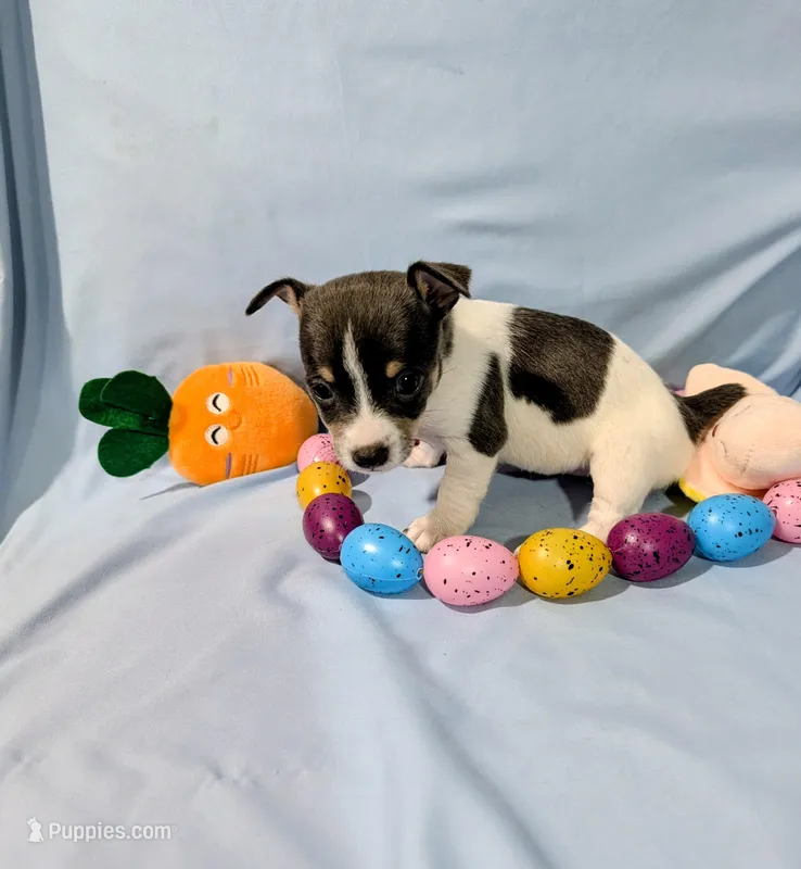 Jan-TRT – Rat Terrier puppy for sale in Jerusalem, OH