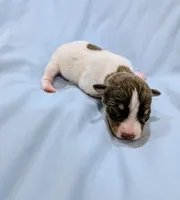 Jan-TRT, a female Rat Terrier for sale in Jerusalem, OH – Photo 3 of 5