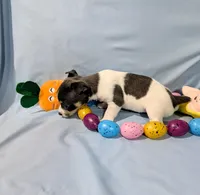 Jan-TRT, a female Rat Terrier for sale in Jerusalem, OH – Photo 10 of 10