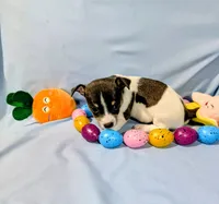 Jan-TRT, a female Rat Terrier for sale in Jerusalem, OH – Photo 4 of 10