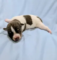 Jan-TRT, a female Rat Terrier for sale in Jerusalem, OH – Photo 1 of 5