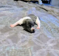 Bailey - TRT, a female Rat Terrier for sale in Jerusalem, OH – 8 of 8