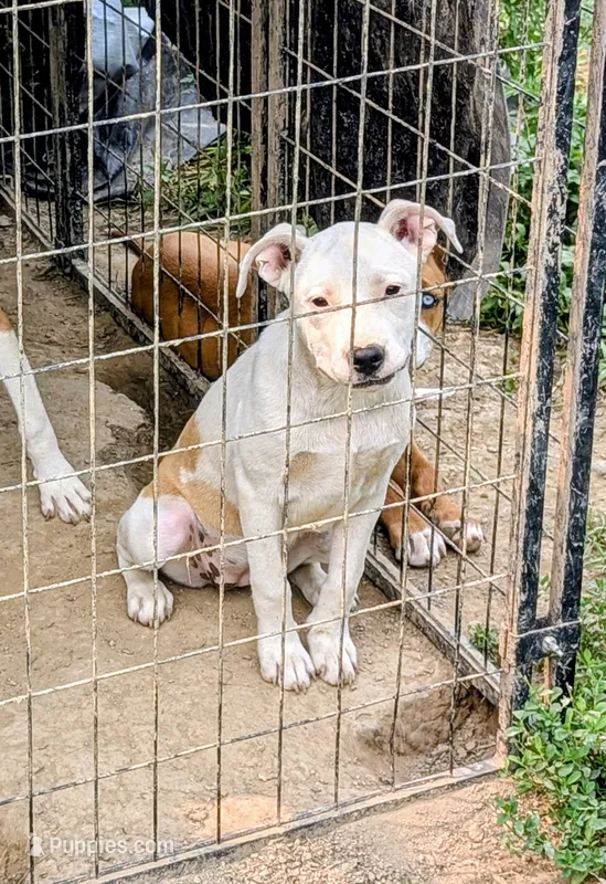 Beth – Siberian Husky, American Pit Bull Terrier puppy for sale in Jerusalem, OH
