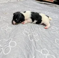 Donna - TRT, a female Rat Terrier for sale in Jerusalem, OH – 2 of 10