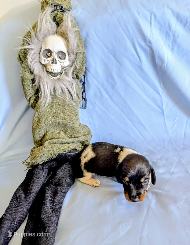 Fozzie – Miniature Dachshund puppy for sale in Jerusalem, OH