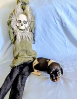 Fozzie, a male Miniature Dachshund for sale in Jerusalem, OH – 1 of 5