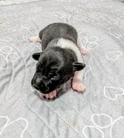 Kelly , a female Rat Terrier for sale in Jerusalem, OH – 3 of 9