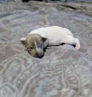 Johnny - TRT, a male Rat Terrier for sale in Jerusalem, OH – 5 of 8