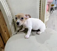 AKC - Johnny - TRT, a male Rat Terrier for sale in Jerusalem, OH – 2 of 8