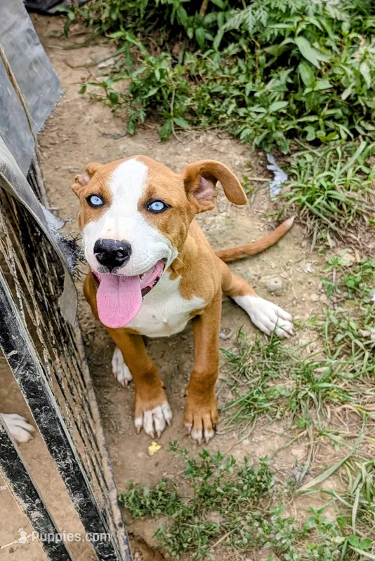 Mary – Siberian Husky, American Pit Bull Terrier puppy for sale in Jerusalem, OH