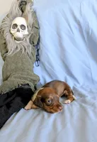 Kermit , a male Miniature Dachshund for sale in Jerusalem, OH – 4 of 10