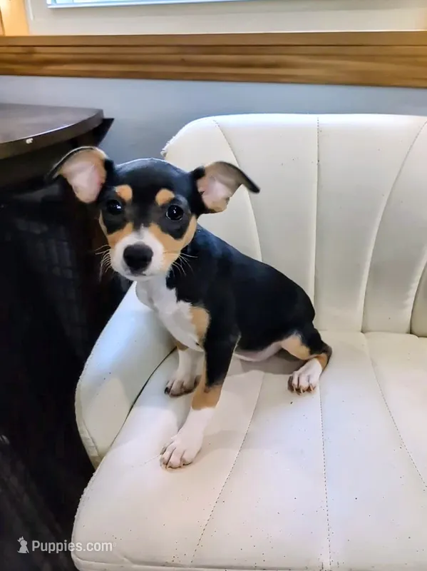 Selma  – Rat Terrier puppy for sale in Jerusalem, OH