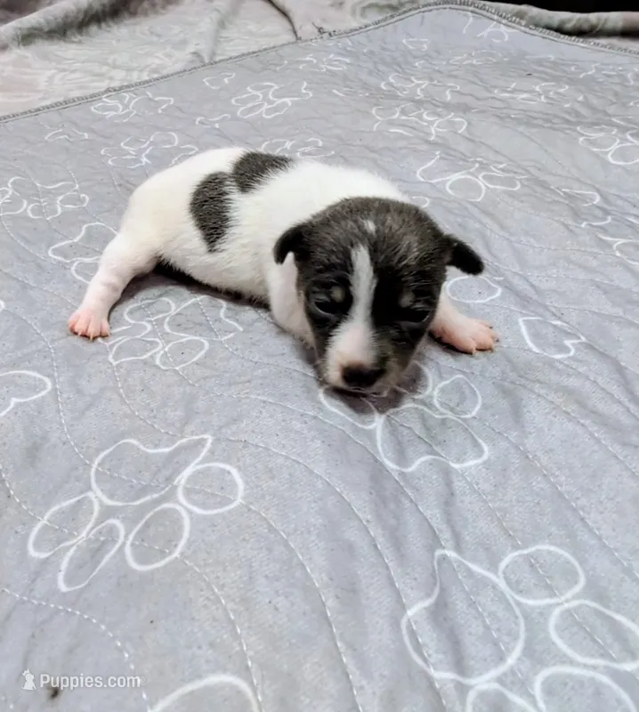 Jessica - TRT  – Rat Terrier puppy for sale in Jerusalem, OH