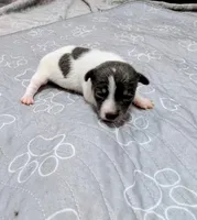 Jessica - TRT , a female Rat Terrier for sale in Jerusalem, OH – 1 of 10