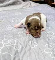 Zack , a male Rat Terrier for sale in Jerusalem, OH – 6 of 9
