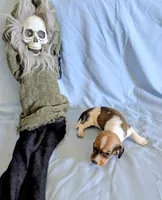 Miss Piggy, a female Miniature Dachshund for sale in Jerusalem, OH – 6 of 10