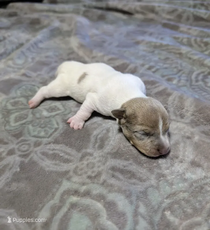 Johnny - TRT – Rat Terrier puppy for sale in Jerusalem, OH