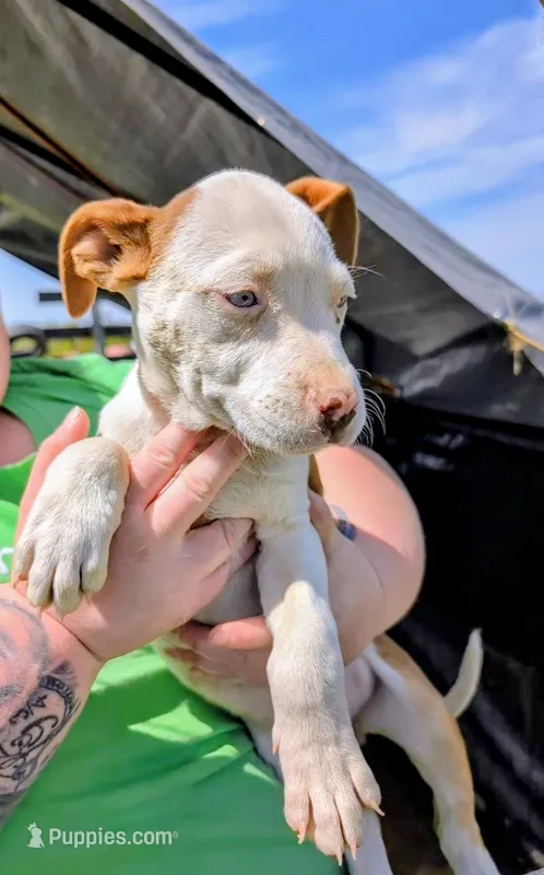 Liza – Siberian Husky, American Pit Bull Terrier puppy for sale in Jerusalem, OH