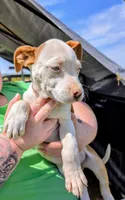 Liza, a female Siberian Husky and American Pit Bull Terrier for sale in Jerusalem, OH – 1 of 2