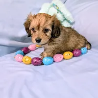 Steve, a male Chinese Crested and Miniature Dachshund for sale in Jerusalem, OH – Photo 1 of 6