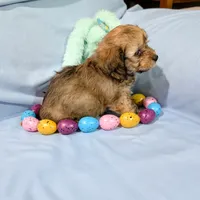 Steve, a male Chinese Crested and Miniature Dachshund for sale in Jerusalem, OH – Photo 3 of 6
