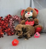 Steve, a male Chinese Crested and Miniature Dachshund for sale in Jerusalem, OH – Photo 3 of 6