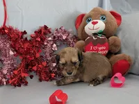 Steve, a male Chinese Crested and Miniature Dachshund for sale in Jerusalem, OH – Photo 1 of 6