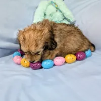 Steve, a male Chinese Crested and Miniature Dachshund for sale in Jerusalem, OH – Photo 4 of 6