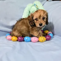 Steve, a male Chinese Crested and Miniature Dachshund for sale in Jerusalem, OH – Photo 2 of 6