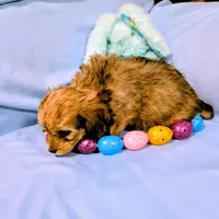 Steve, a male Chinese Crested and Miniature Dachshund for sale in Jerusalem, OH – Photo 6 of 6