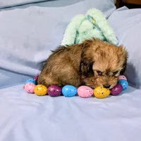 Steve, a male Chinese Crested and Miniature Dachshund for sale in Jerusalem, OH – Photo 5 of 6