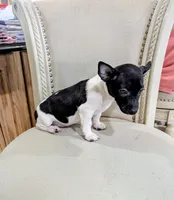 AKC - Venus - TRT, a male Rat Terrier for sale in Jerusalem, OH – 6 of 8
