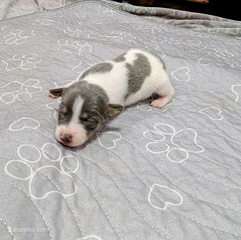 Jim – Rat Terrier puppy for sale in Jerusalem, OH