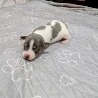 Jim, a male Rat Terrier for sale in Jerusalem, OH – 1 of 9