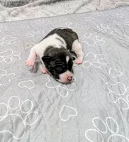 Screech , a male Rat Terrier for sale in Jerusalem, OH – 2 of 10