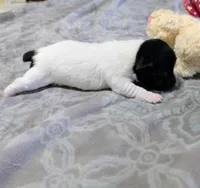 AKC - Les - TRT, a male Rat Terrier for sale in Jerusalem, OH – 8 of 9