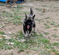 AKC - Black, a female Norwegian Elkhound for sale in Jerusalem, OH – 2 of 2