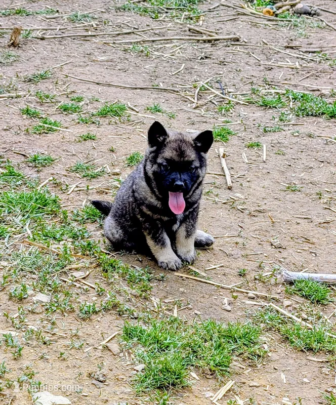 AKC - Black – Norwegian Elkhound puppy for sale in Jerusalem, OH