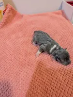 Annabelle - Rat Terrier , a female Rat Terrier for sale in Jerusalem, OH – 4 of 4